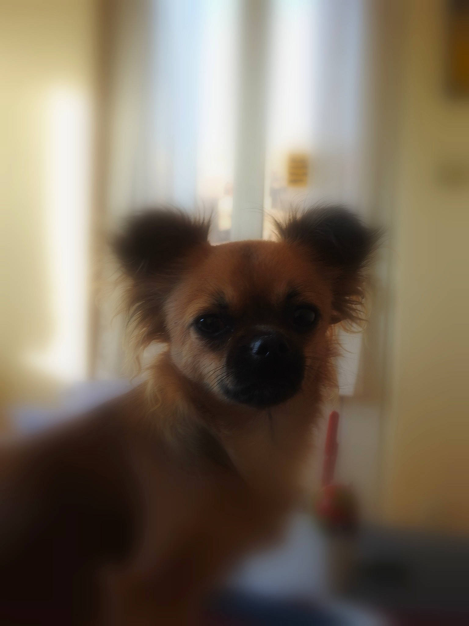 Chouquette participe au concours pour gagner de l'argent avec cette photo : canidae, carnivore, chihuahua, companion_dog, dog, dog_breed, ear, eye, fawn, nose, pomeranian, puppy, skin, snout, sporting_group, tibetan_spaniel, toy_dog, whiskers