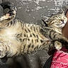 Ozzy joined the competition — help win amazing prizes! kitten, cat, sleeping, sprawled, upside_down, belly, paw, fur, tabby, spotted, pet, animal, relaxed, nap, close_up, indoor, gray_surface, pink_clothing, whiskers, cute