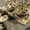 Ozzy is registered to the contest to win money with this photo: cat, cats, tabby, felines, kitten, pet, animal, two_animals, striped_fur, whiskers, ears, eyes, paws, collar, sitting, lounging, chair, woven_fabric, indoor, portrait