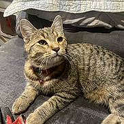 Ozzy is registered to the contest to win money with this photo: cat, tabby, pet, animal, feline, whiskers, ears, green_eyes, striped_fur, collar, bell, lying_down, relaxed, bed, blanket, bedroom, indoor, cozy, portrait, red_toy
