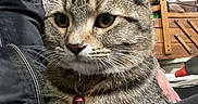 Ozzy joined the competition — help win amazing prizes! cat, tabby, gray_fur, pet, animal, whiskers, ears, eyes, paws, collar, bell, close_up, portrait, sitting, lap, indoors, home, furniture, shelves, cozy