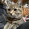 cat, tabby, gray_fur, pet, animal, whiskers, ears, eyes, paws, collar, bell, close_up, portrait, sitting, lap, indoors, home, furniture, shelves, cozy