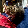 Patato joined the competition — help win amazing prizes! kitten, cat, tabby, blue_blanket, red_plaid, indoor, furniture, shelf, curious, pet, animal, small, cute, furry, domestic, young, cozy, home, blurred, resting