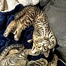 Patato joined the competition — help win amazing prizes! kitten, cat, tabby, pet, animal, sleeping, curious, blanket, cozy, cute, fur, whiskers, indoor, resting, young, playful, paw, soft, companion, relaxation