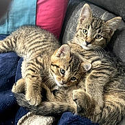 Patato joined the competition — help win amazing prizes! tabby_kittens, cats, pets, snuggling, cute, furry, cozy, blanket, cushions, indoor, animal, young, fur, whiskers, playful, relaxed, companions, resting, striped, adorable