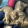 tabby_kittens, cats, pets, snuggling, cute, furry, cozy, blanket, cushions, indoor, animal, young, fur, whiskers, playful, relaxed, companions, resting, striped, adorable