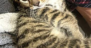 Patato joined the competition — help win amazing prizes! kitten, cat, tabby, fur, close_up, green_eyes, pet, cozy, plaid, fabric, cute, animal, domestic_cat, whiskers, young, sleepy, resting, indoor, soft, feline