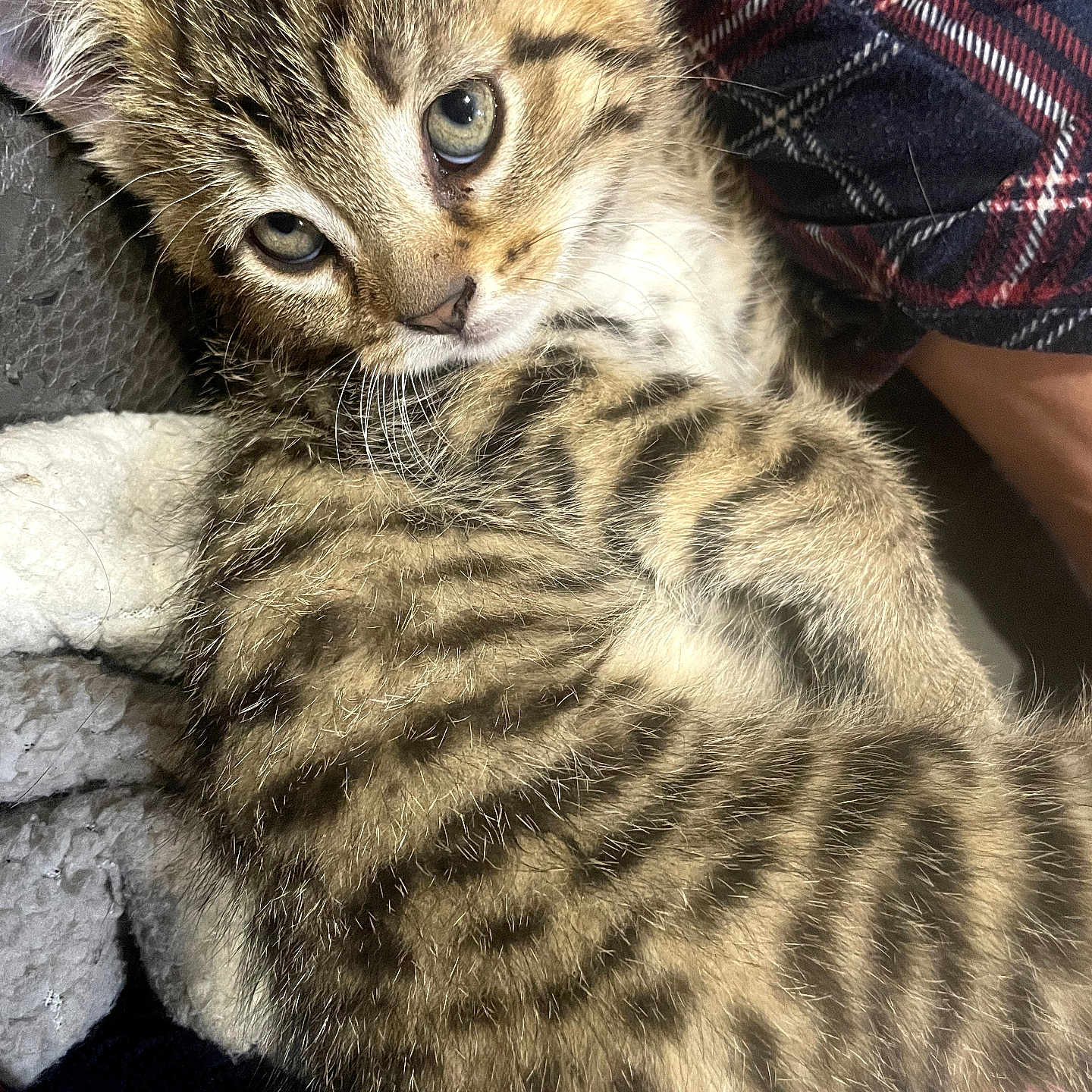 Patato joined the competition — help win amazing prizes! kitten, cat, tabby, fur, close_up, green_eyes, pet, cozy, plaid, fabric, cute, animal, domestic_cat, whiskers, young, sleepy, resting, indoor, soft, feline