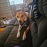 Scooby is registered to the contest to win money with this photo: dog, couch, bandana, pet_crate, window, blinds, toy, indoor, cozy, brown_dog, resting, furniture, living_room, blanket, floor, natural_light, pet_accessory, relaxed, household_items, casual