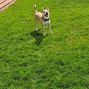Scooby joined the competition — help win amazing prizes! dog, grass, yard, outdoor, happy, pet, canine, sunlight, greenery, playful, animal, collar, tail, ear, smiling, nature, lawn, daytime, brown, wooden_wall