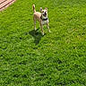 dog, grass, yard, outdoor, happy, pet, canine, sunlight, greenery, playful, animal, collar, tail, ear, smiling, nature, lawn, daytime, brown, wooden_wall
