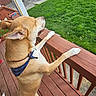 Scooby joined the competition — help win amazing prizes! dog, canine, pet, bandana, outdoor, deck, wooden_railing, grass, yard, fence, side_view, tail, ears, collar, animal, domestic_animal, standing, curious, daylight, nature