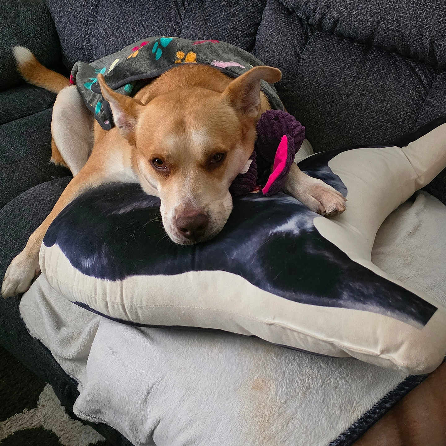 Scooby is registered to the contest to win money with this photo: dog, couch, blanket, pillow, whale_pillow, indoor, pet, relaxed, resting, fur, ears, tail, snout, fabric, home, comfort, animal, living_room, cozy, lazy