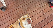 Scooby joined the competition — help win amazing prizes! animal, brown_dog, casual_clothing, collar, companion, curious, dog, domestic_animal, footwear, looking_up, outdoor, person, pet, plastic_chair, porch, potted_plant, sneakers, waiting, wood_planks, wooden_floor