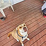 dog, brown_dog, collar, wooden_floor, porch, plastic_chair, potted_plant, person, sneakers, footwear, outdoor, pet, animal, looking_up, waiting, domestic_animal, wood_planks, casual_clothing, curious, companion