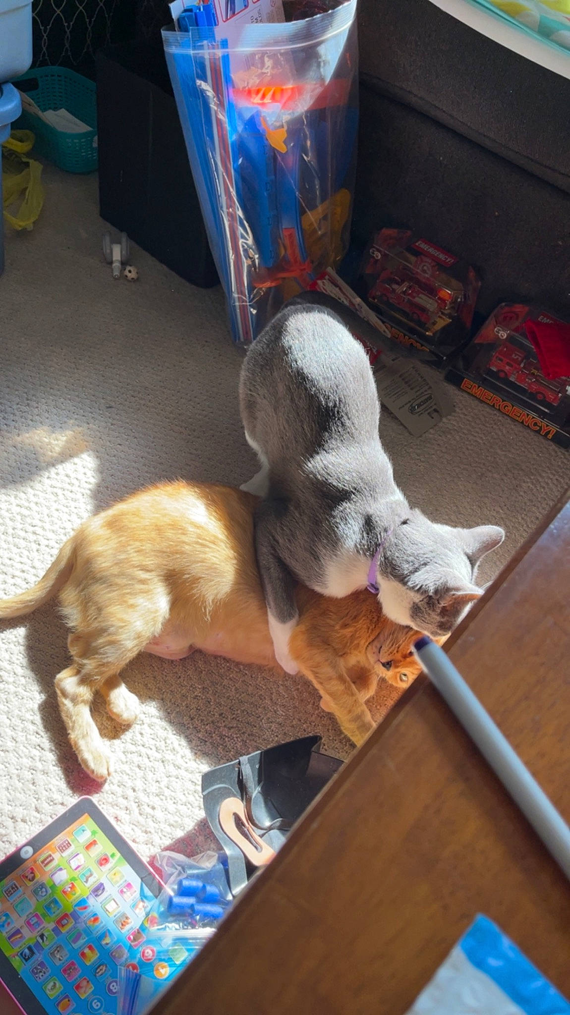 Cloud joined the competition — help win amazing prizes! art, blue, canidae, carnivore, companion_dog, dog, dog_breed, fawn, felidae, floor, flooring, fur, gas, hardwood, human_leg, small_to_medium_sized_cats, sporting_group, tail, whiskers, wood