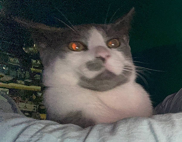 Cloud is registered to the contest to win money with this photo: carnivore, cat, domestic_short_haired_cat, felidae, fur, head, paw, small_to_medium_sized_cats, snout, terrestrial_animal, whiskers