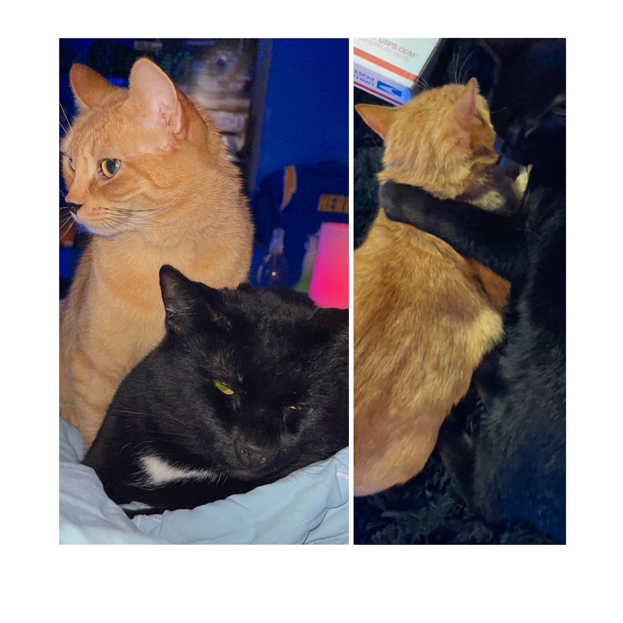 Blackjack And Nugget joined the competition — help win amazing prizes! art, carnivore, cat, collage, domestic_short_haired_cat, electric_blue, fawn, felidae, fur, gesture, iris, paw, photo_caption, plant, selfie, small_to_medium_sized_cats, snout, tail, vertebrate, whiskers