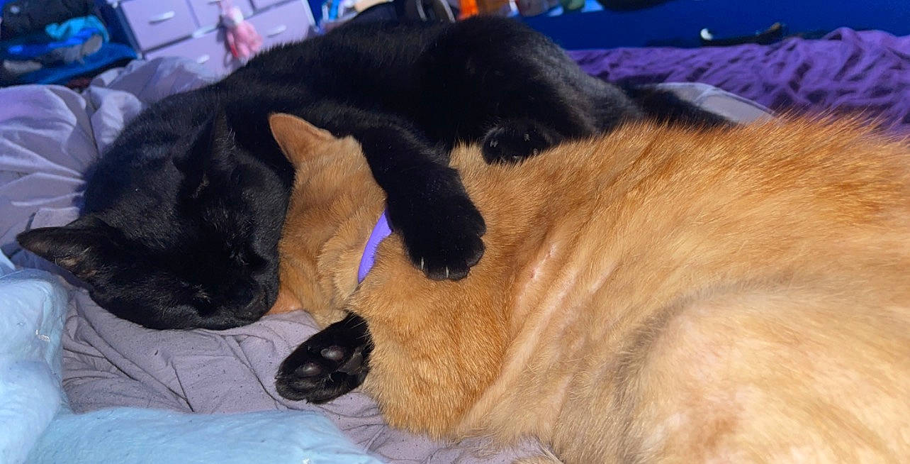 Blackjack And Nugget