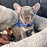 puppy, french_bulldog, dog, pet, blue_collar, stuffed_toy, blanket, dog_bed, car_interior, cute, small_animal, fur, ears, sitting, close_up, indoor, soft_texture, animal, companion, young
