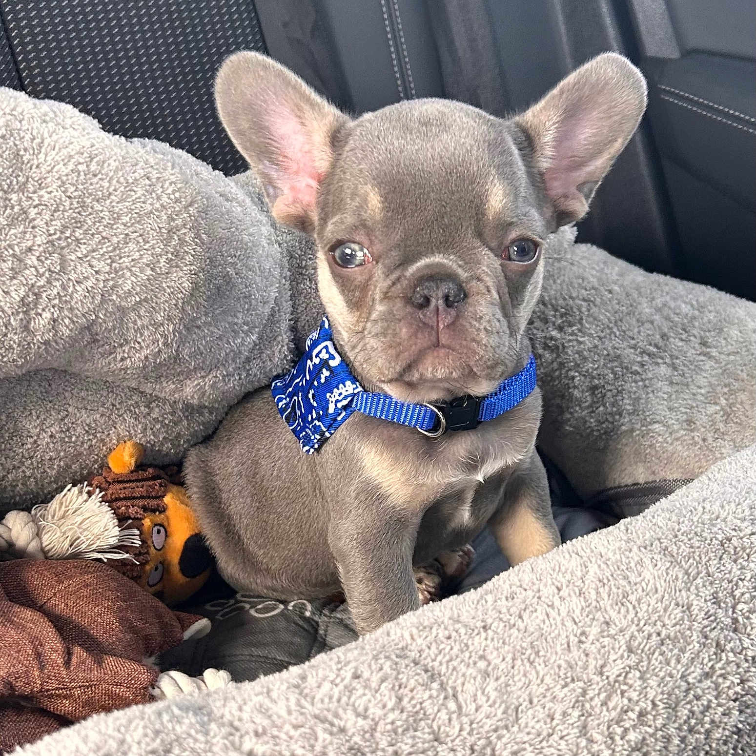 Bacon participe au concours pour gagner de l'argent avec cette photo : puppy, french_bulldog, dog, pet, blue_collar, stuffed_toy, blanket, dog_bed, car_interior, cute, small_animal, fur, ears, sitting, close_up, indoor, soft_texture, animal, companion, young