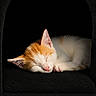 Mellow joined the competition — help win amazing prizes! cat, kitten, sleeping, orange_and_white, fur, pet, cozy, dark_background, cute, animal, resting, small, soft, indoors, peaceful, paw, whiskers, ear, nose, feline