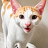 cat, orange_and_white, curious, meowing, whiskers, ears, pink_nose, wide_eyes, standing, indoor, pet, feline, close_up, fur, animal, cute, expression, domestic_cat, portrait, young_cat