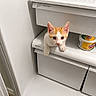 Mellow is registered to the contest to win money with this photo: kitten, cat, orange_and_white, refrigerator, vegetable_drawer, water_bottles, can, fritos, curious, indoor, white_background, pet, animal, cute, small, shelf, container, food_storage, household, domestic