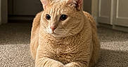 Gatsby joined the competition — help win amazing prizes! cat, ginger_cat, indoor, carpet, feline, pet, animal, crossed_paws, relaxed, domestic, fur, whiskers, ears, eyes, home, floor, soft_light, portrait, quiet, calm