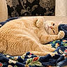 Gatsby is registered to the contest to win money with this photo: cat, orange_cat, fluffy, lying_down, blanket, floral_pattern, couch, indoor, relaxed, pet, feline, cozy, paw, fur, whiskers, cute, resting, comfortable, home, animal
