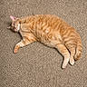 Gatsby joined the competition — help win amazing prizes! cat, orange_tabby, pet, feline, carpet, lying_down, paw, playful, cute, animal, indoor, fur, whiskers, relaxed, domestic_cat, one_eye_covered, soft_texture, resting, mammal, cute_pet
