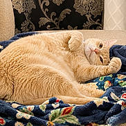 Gatsby joined the competition — help win amazing prizes! cat, ginger_cat, fluffy, blanket, floral_pattern, couch, relaxed, indoor, pet, feline, cozy, fur, paw, resting, home_decor, comfort, cute, animal, portrait, sleepy