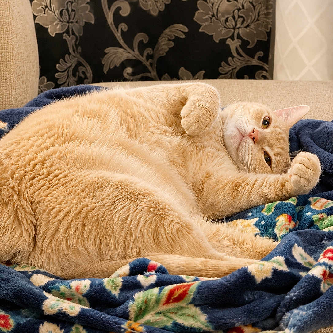 Gatsby joined the competition — help win amazing prizes! cat, ginger_cat, fluffy, blanket, floral_pattern, couch, relaxed, indoor, pet, feline, cozy, fur, paw, resting, home_decor, comfort, cute, animal, portrait, sleepy