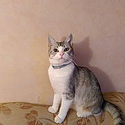 Oscar participe au concours pour gagner de l'argent avec cette photo : cat, pet, indoor, feline, sitting, gray_and_white, collar, alert, couch, pattern, furniture, wall, domestic_animal, whiskers, tail, ears, eyes, cute, portrait, animal