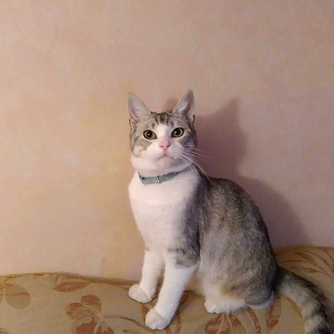 Oscar participe au concours pour gagner de l'argent avec cette photo : cat, pet, indoor, feline, sitting, gray_and_white, collar, alert, couch, pattern, furniture, wall, domestic_animal, whiskers, tail, ears, eyes, cute, portrait, animal