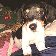 Luke is registered to the contest to win money with this photo: animal, black, blanket, close_up, curious, cute, dog, ears, fur, indoor, lap, nose, pet, puppy, quilt, resting, small, tan, white, young