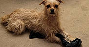 Lana joined the competition — help win amazing prizes! dog, pet, scruffy, carpet, indoor, toy, black_toy, small_dog, fur, animal, cute, canine, paw, lying_down, looking_at_camera, beige, floor, domestic_animal, mammal, playful