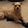 dog, pet, scruffy, carpet, indoor, toy, black_toy, small_dog, fur, animal, cute, canine, paw, lying_down, looking_at_camera, beige, floor, domestic_animal, mammal, playful