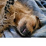 dog, sleeping, tongue_out, paws, fur, blanket, blue, cozy, close_up, resting, cute, pet, animal, relaxed, indoor, soft, snout, whiskers, napping, fur_texture