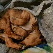 Lana joined the competition — help win amazing prizes! puppy, dog, sleeping, curled_up, blanket, cozy, fur, pet, cute, resting, indoors, soft, snuggling, cuddly, animal, warm, relaxing, brown_fur, small_dog, comfort