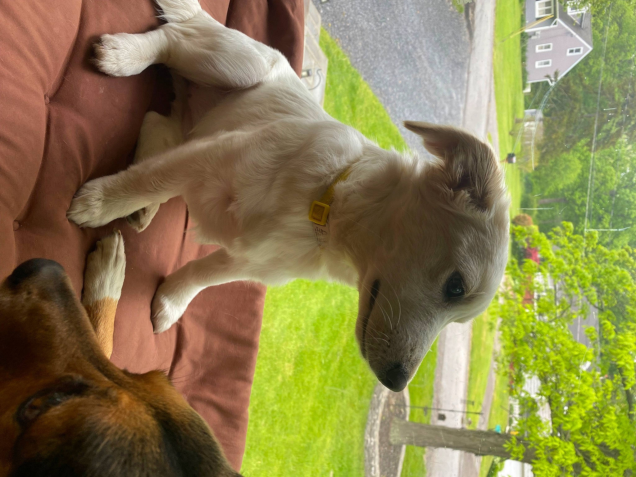 Luna joined the competition — help win amazing prizes! bovine, dog_breed, ear, fawn, fur, gesture, goats, grass, grazing, livestock, pack_animal, pasture, plant, rabbits_and_hares, snout, tail, terrestrial_animal, tree, wildlife, working_animal