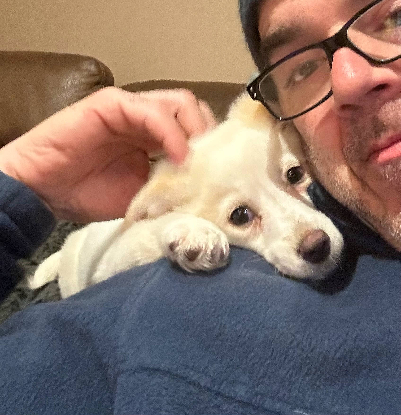 Luna is registered to the contest to win money with this photo: beard, carnivore, comfort, companion_dog, dog, dog_breed, ear, eyewear, fawn, gesture, glasses, happy, head, jaw, nose, smile, snout, sporting_group, vision_care, whiskers