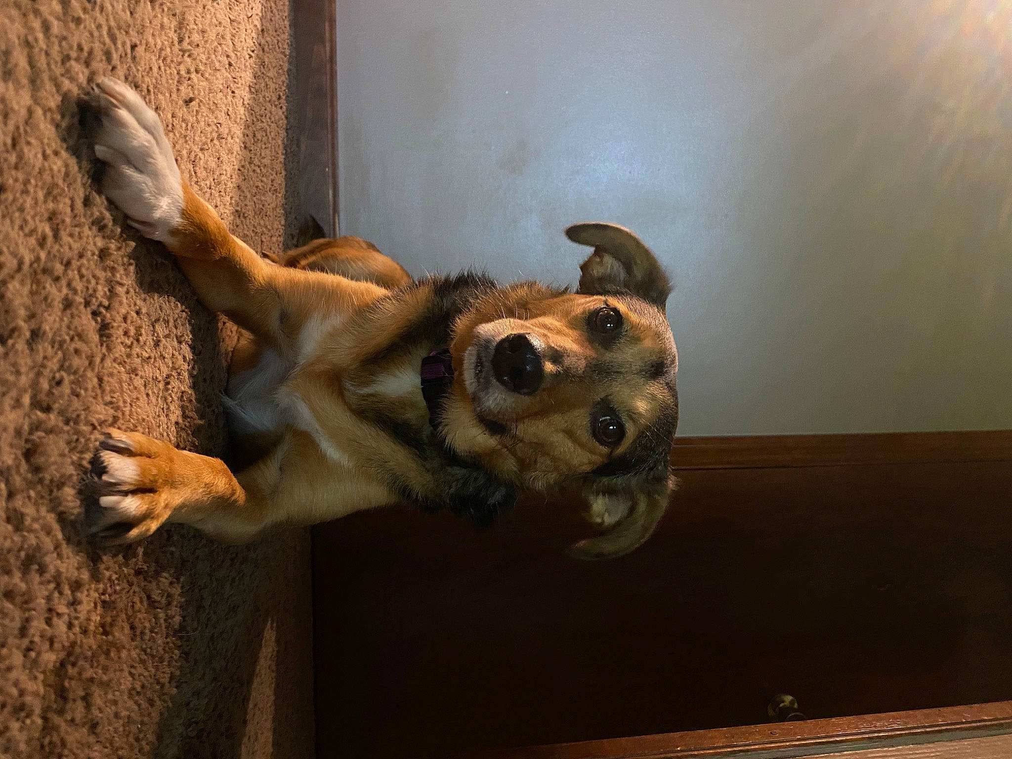 Carter joined the competition — help win amazing prizes! ancient_dog_breeds, art, artifact, canidae, carnivore, companion_dog, dog, dog_breed, fawn, hardwood, non_sporting_group, paw, religious_item, sculpture, shadow, sporting_group, tail, terrestrial_animal, wood, working_animal