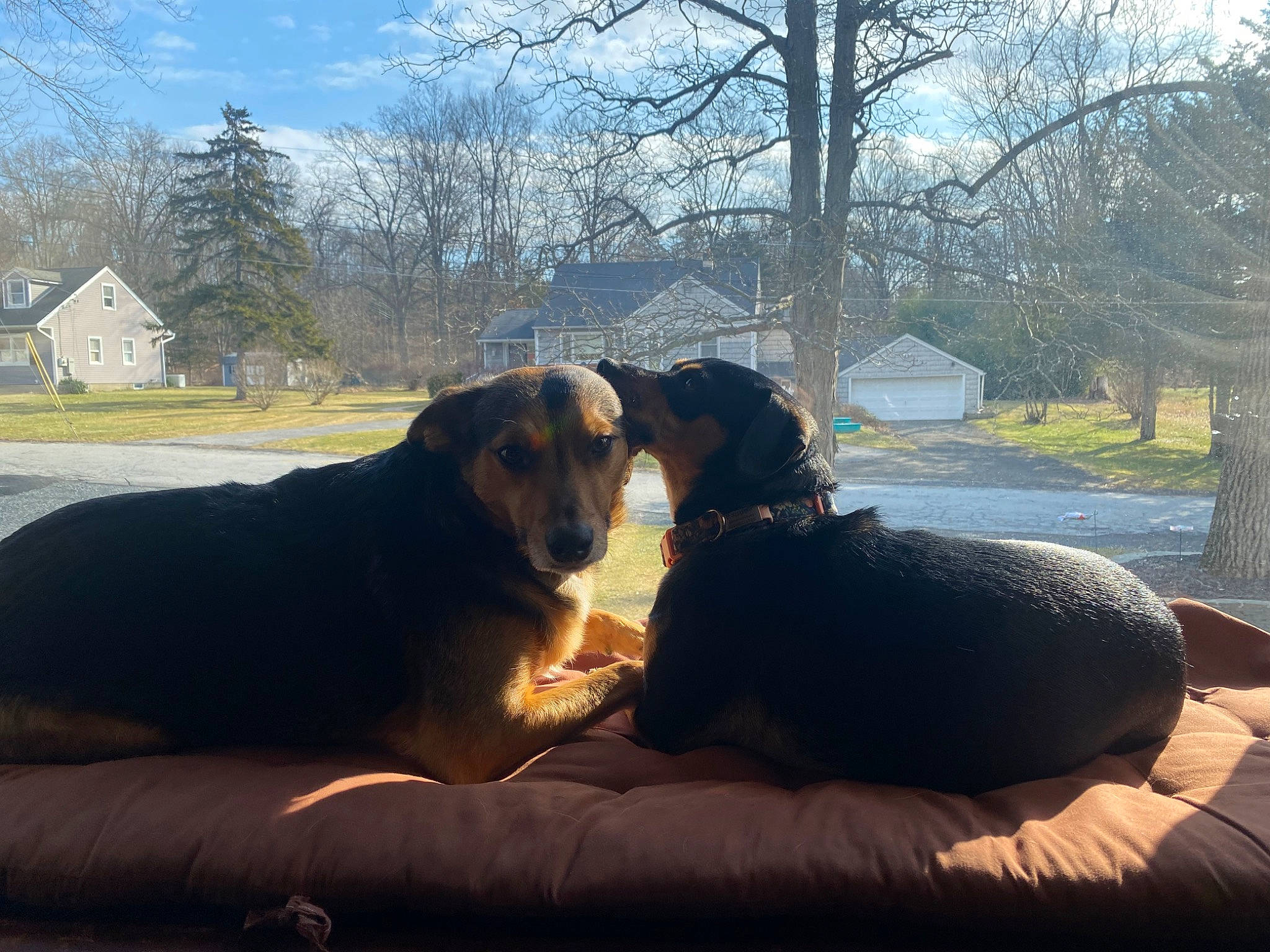 Carter is registered to the contest to win money with this photo: canidae, carnivore, cloud, comfort, companion_dog, couch, dog, dog_breed, fawn, grass, guard_dog, plant, sitting, sky, snout, sporting_group, studio_couch, tints_and_shades, tree, working_animal