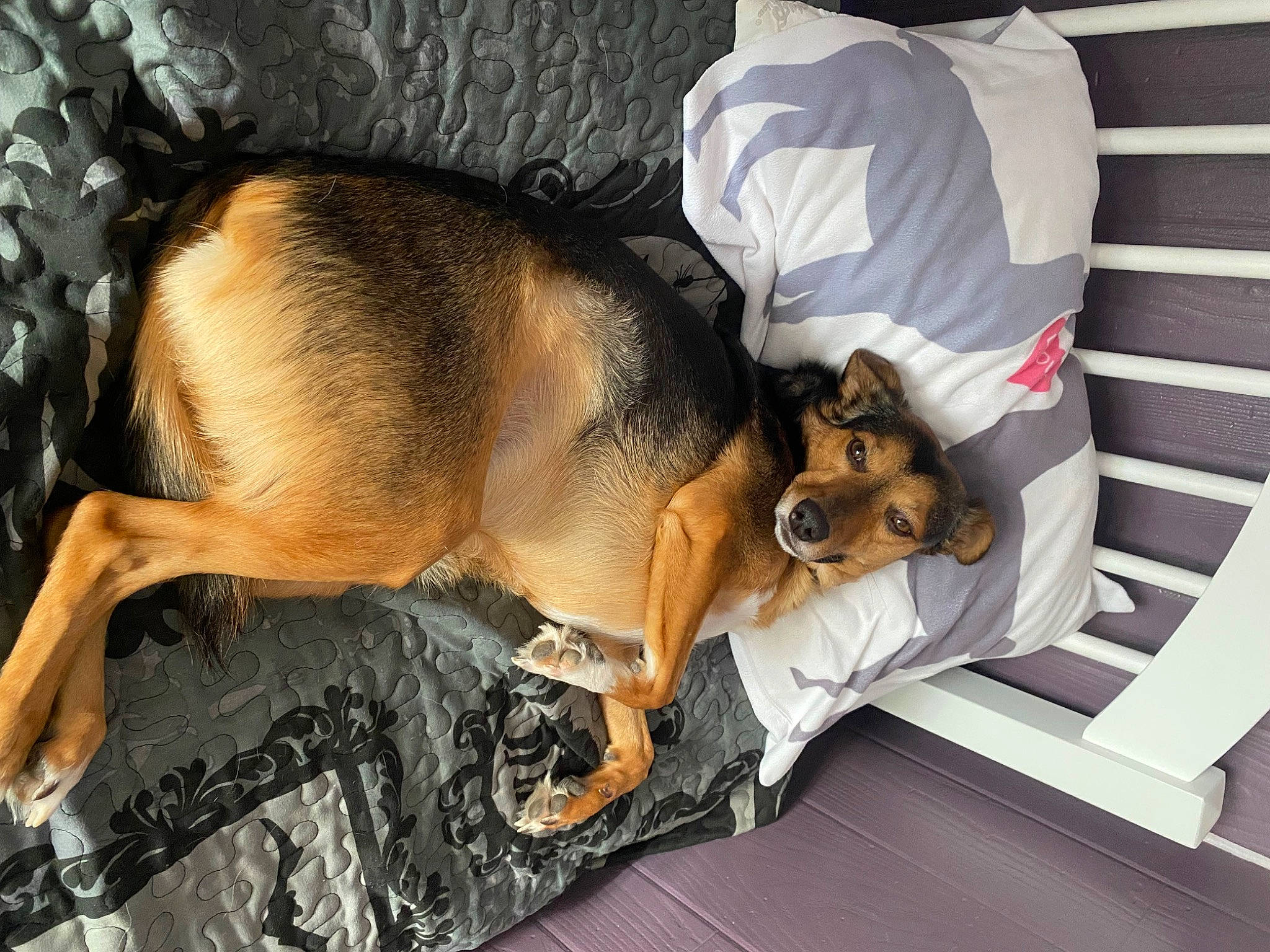 Carter joined the competition — help win amazing prizes! canidae, carnivore, comfort, companion_dog, dog, dog_breed, fawn, fur, nap, paw, sleep, sporting_group, tail, toy_dog