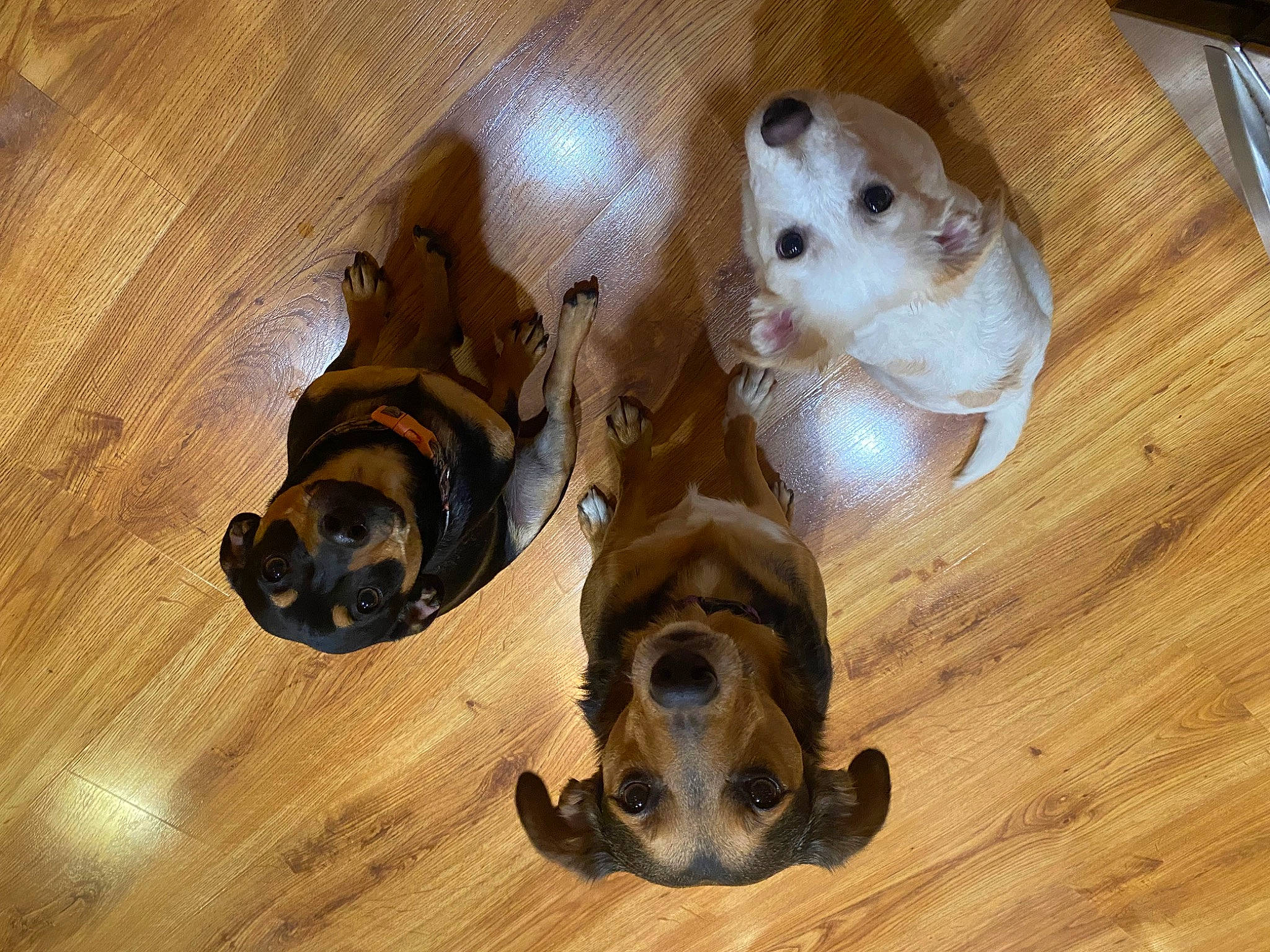 Carter joined the competition — help win amazing prizes! canidae, carnivore, companion_dog, dog, dog_breed, fawn, flooring, fur, hardwood, snout, sporting_group, tail, terrestrial_animal, toy, toy_dog, varnish, wood, wood_flooring, wood_stain, working_animal