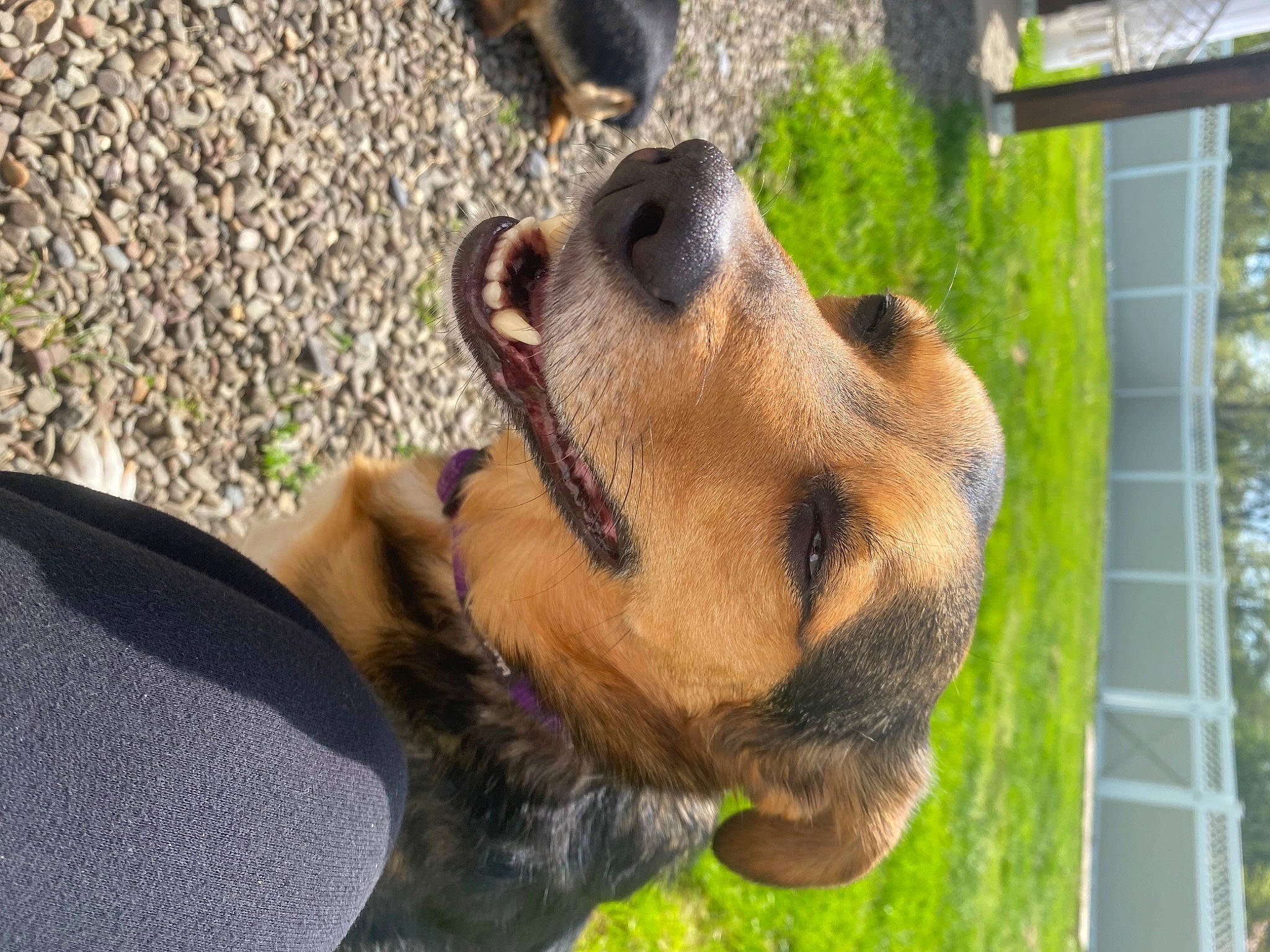 Carter is registered to the contest to win money with this photo: animal_shelter, canidae, carnivore, companion_dog, dog, dog_breed, dog_supply, fawn, fur, grass, hound, mammal, mesh, pet_supply, plant, snout, sporting_group, terrestrial_animal, tree, whiskers