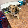 puppy, dog, countertop, indoor, pet, small_dog, curious, brown_fur, black_ears, person_partial, jacket, tissue_box, papers, collar, tag, closeup, cute, looking_up, table, domestic
