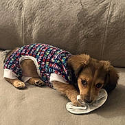 Grace joined the competition — help win amazing prizes! puppy, dog, sweater, couch, slipper, cute, pet, indoor, brown_fur, playful, small_dog, resting, cozy, soft_furniture, adorable, animal, young_dog, fur, domestic, relaxed