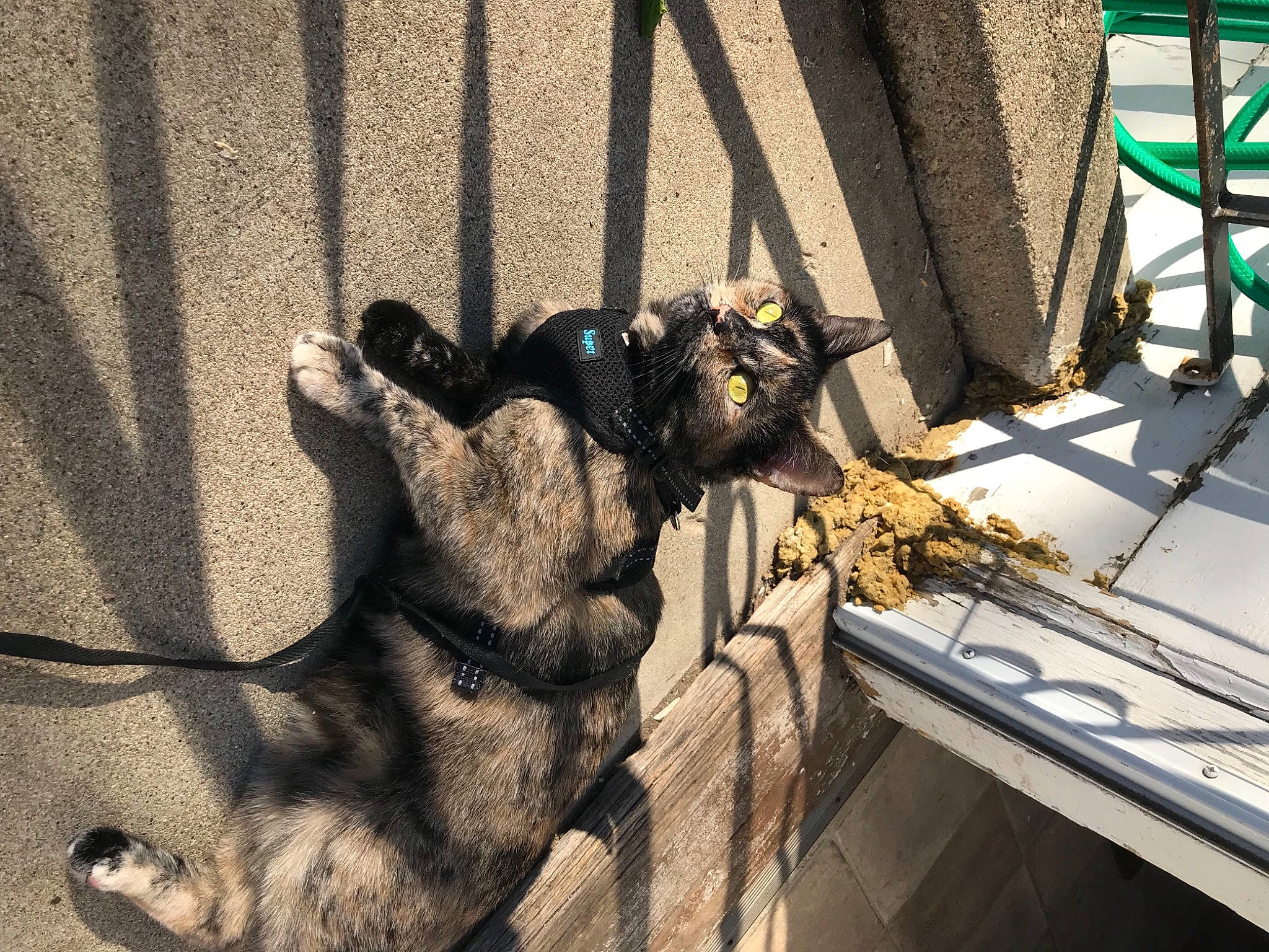 Freya joined the competition — help win amazing prizes! art, canidae, claw, dog_breed, fawn, felidae, fence, fur, human_leg, metal, sculpture, shadow, small_to_medium_sized_cats, sporting_group, street, tail, terrestrial_animal, tree, wood, working_animal